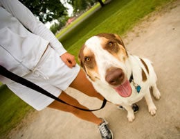 5-great-pet-jobs-for-animal-lovers-3-dog-walker-Lg