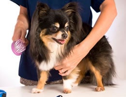 5-great-pet-jobs-for-animal-lovers-4-pet-groomer-Lg