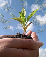 Sprout greens and save green with home garden