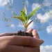 Sprout greens, save green with home garden