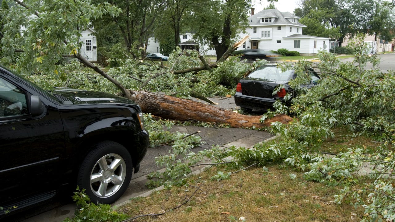 A tree has fallen down into the street between two black cars.