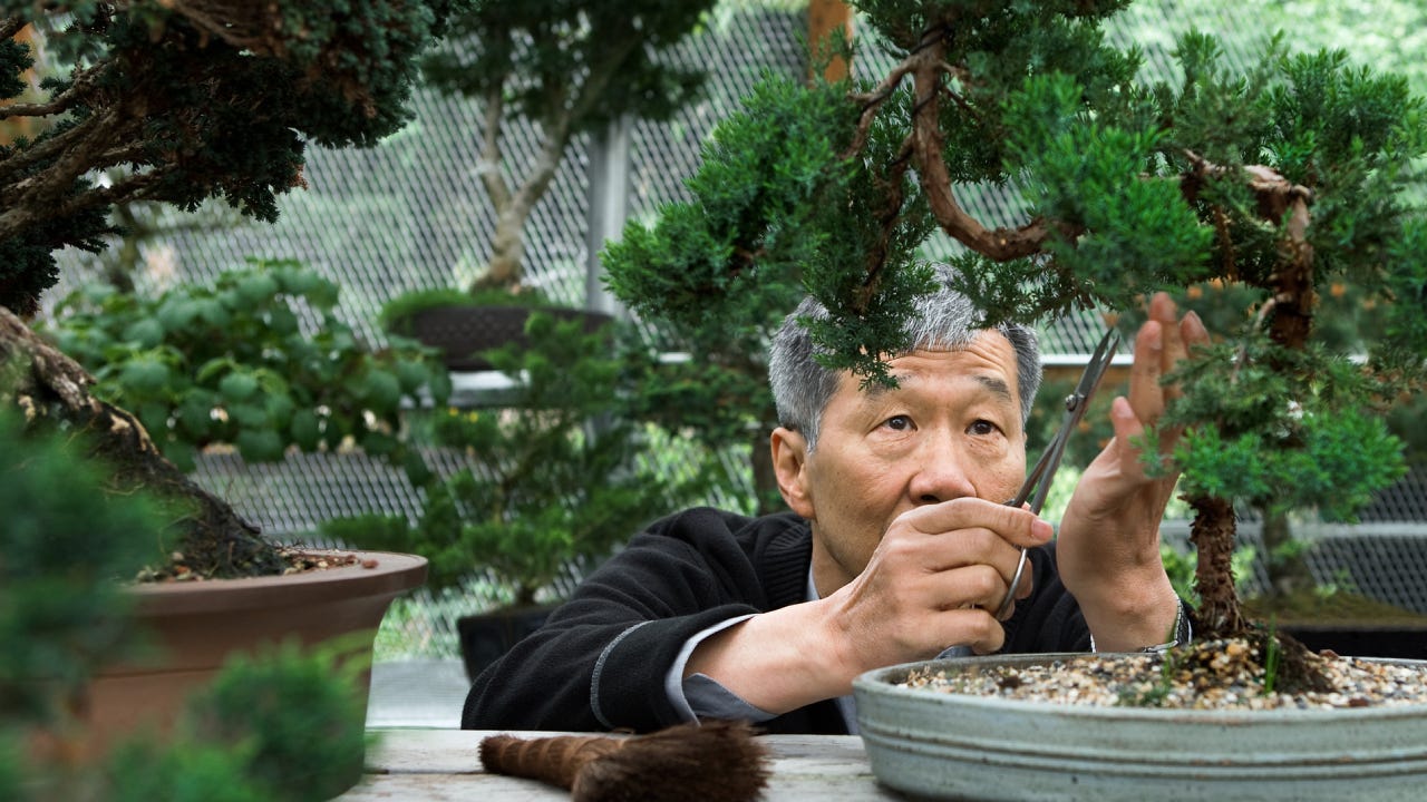An older Asian man tends to his banzai trees.