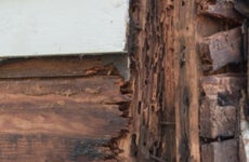 Does homeowners insurance cover termites?