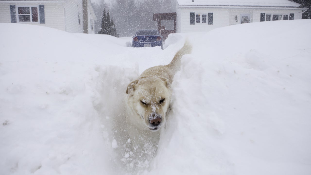 A Labrador Retriever in super deep snow outside of its house.