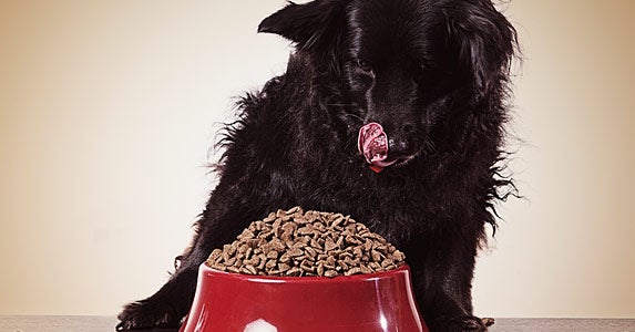 Why is my dog food budget so high?
