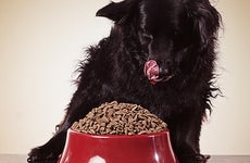 Dog eating dried food from bowl