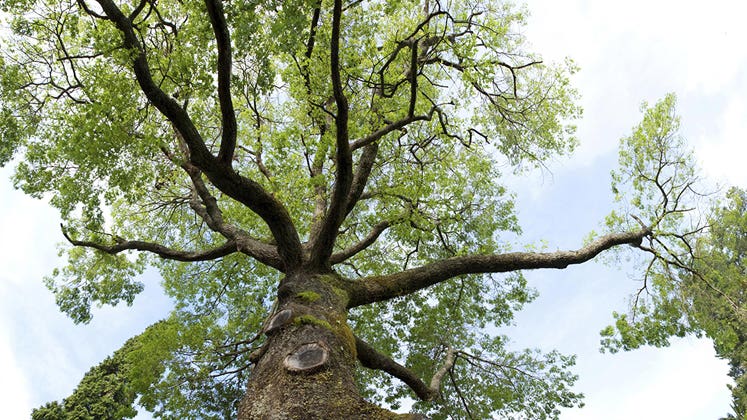 Large tree © iStock