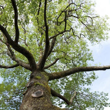Large tree © iStock