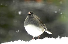 Snowbird © Denise Weant/Shutterstock.com