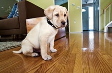 puppy sitting on hardwood floor