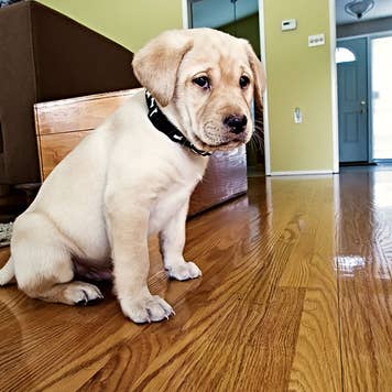 puppy sitting on hardwood floor