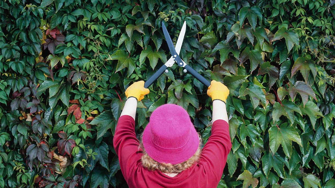 Woman trimming hedges