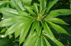 Marijuana plant © iStock