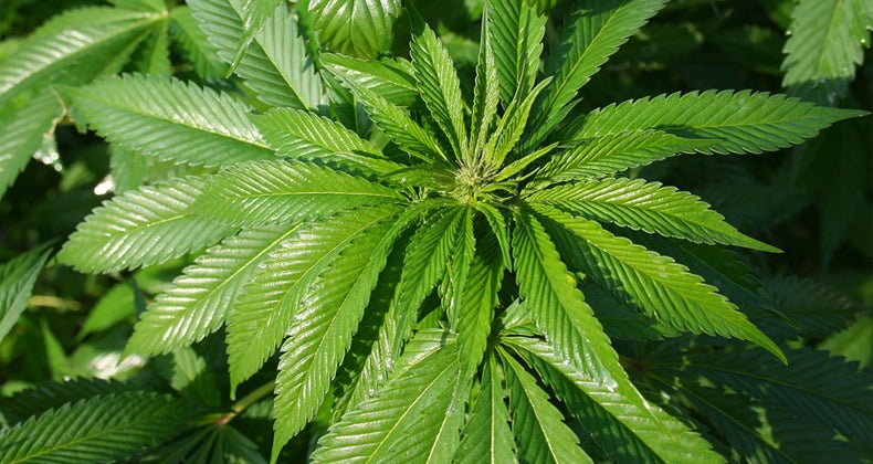 Marijuana plant © iStock