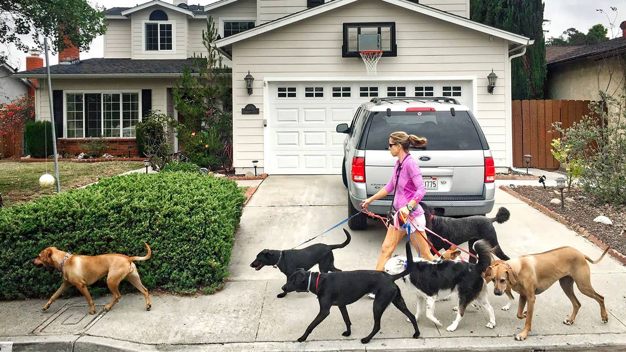 Professional dog walker walks dogs in neighborhood