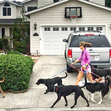 Professional dog walker walks dogs in neighborhood
