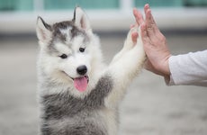 Husky puppy giving a high five