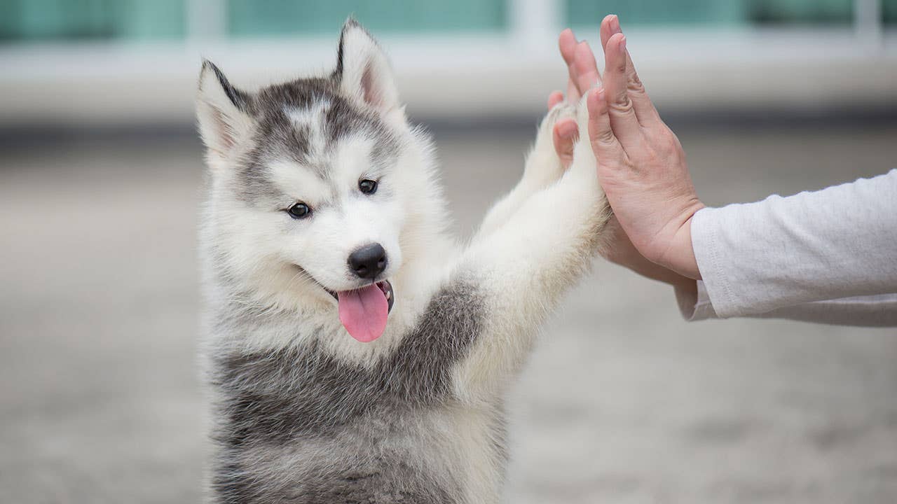 Husky puppy giving a high five