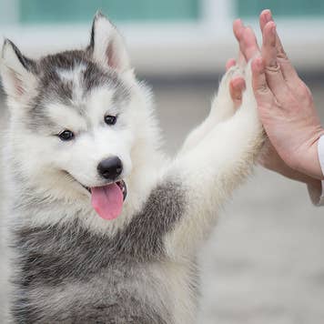 Husky puppy giving a high five