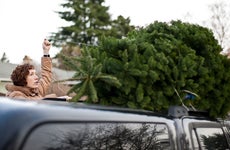 Woman tying a Christmas tree to her car