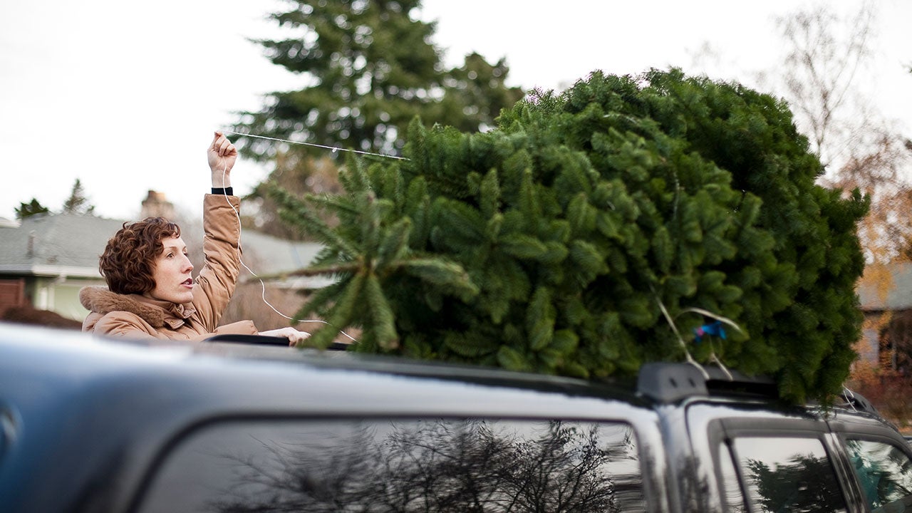 Woman tying a Christmas tree to her car