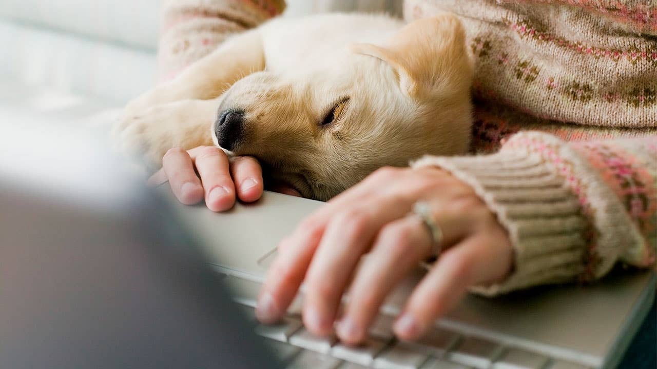 Woman using laptop with puppy