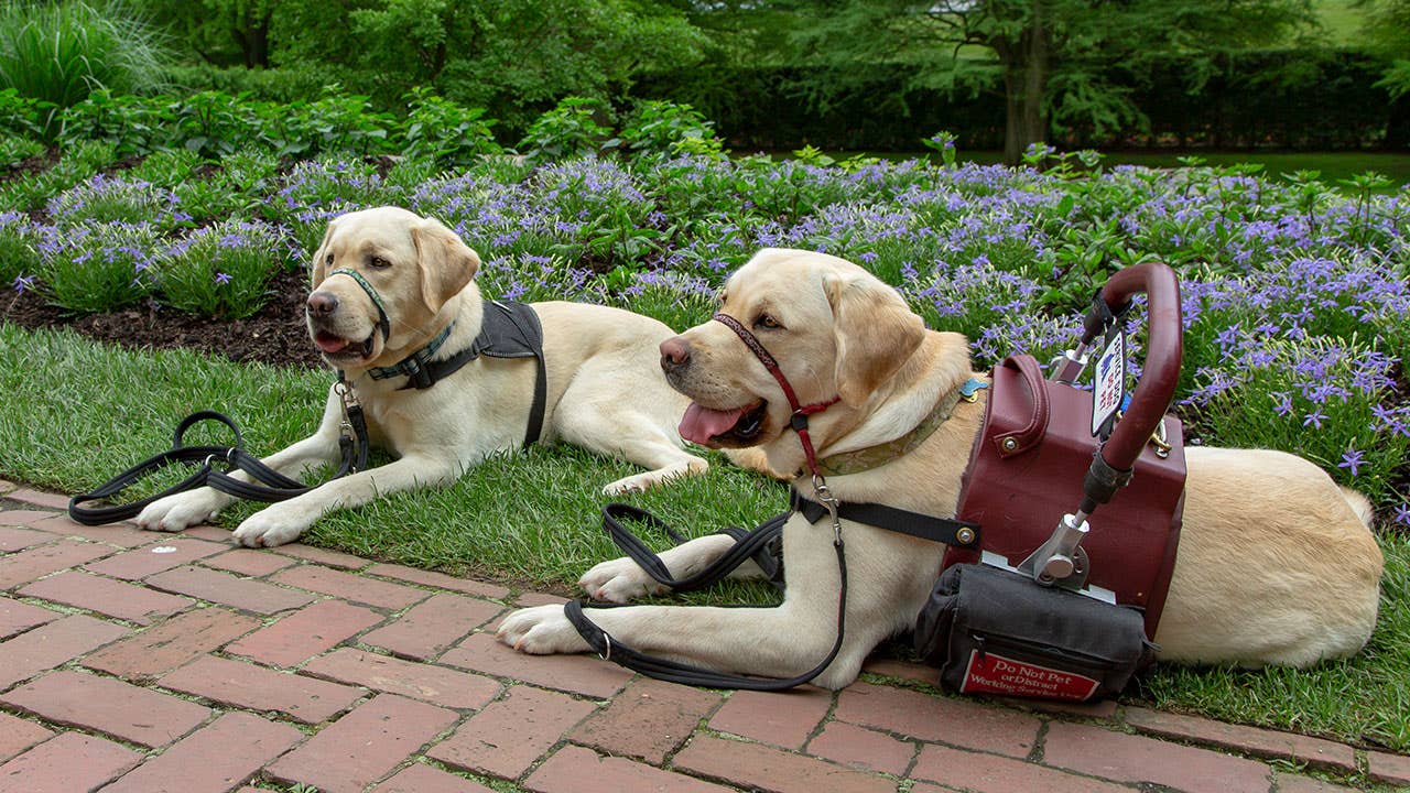 How To Afford A Service Dog | Bankrate