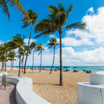 Palm Trees On Beach in Fort Lauderdale, FL