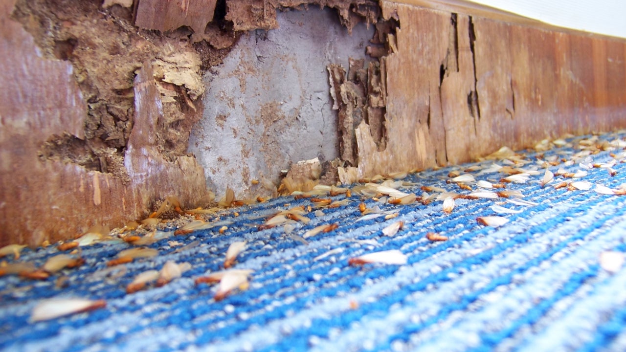 Wood destroyed by termites.
