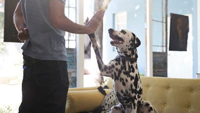 Pets and renters insurance: Why you need it