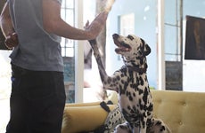 Pets and renters insurance: Why you need it