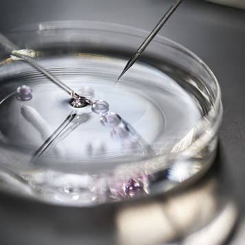 An egg in a shallow dish being fertilized.