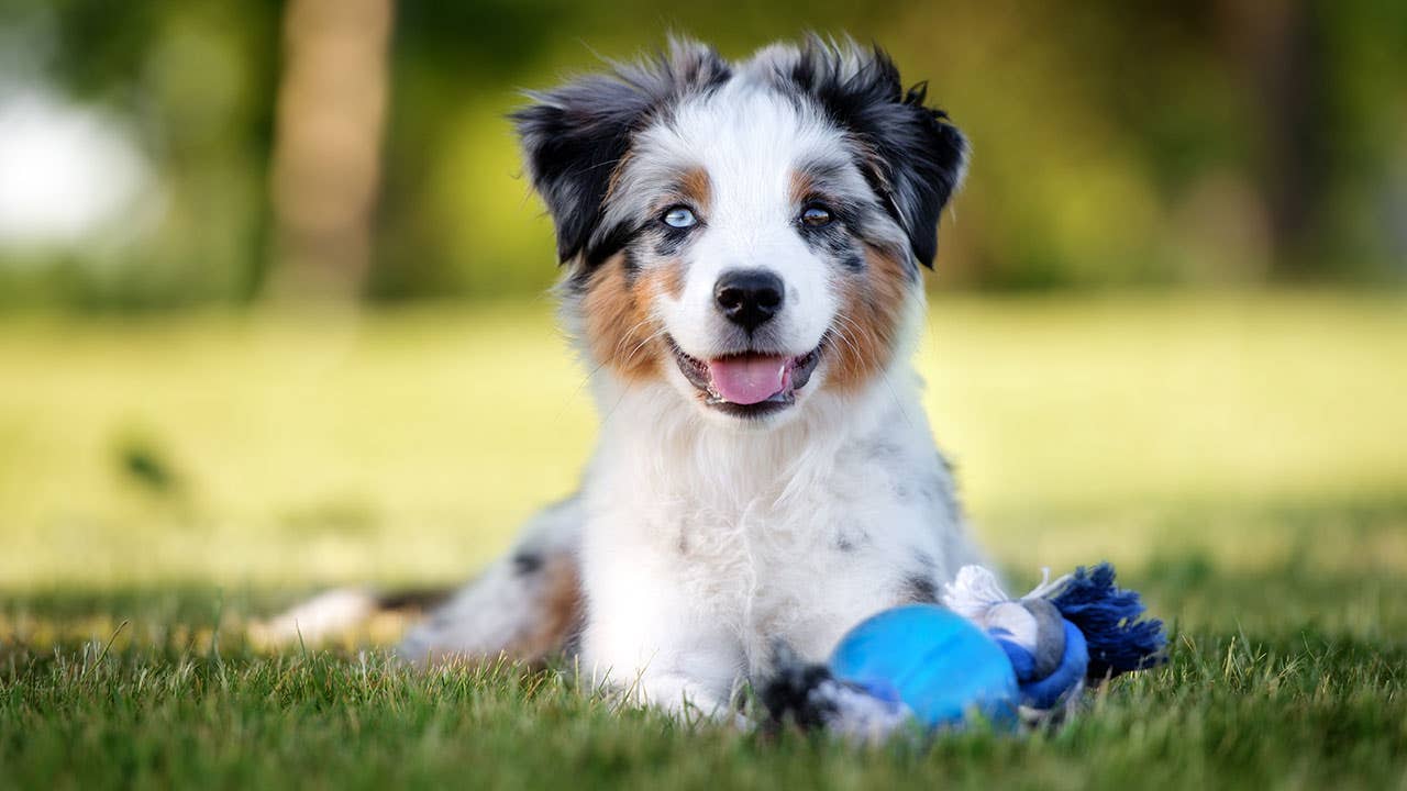 Australian Shepard puppy