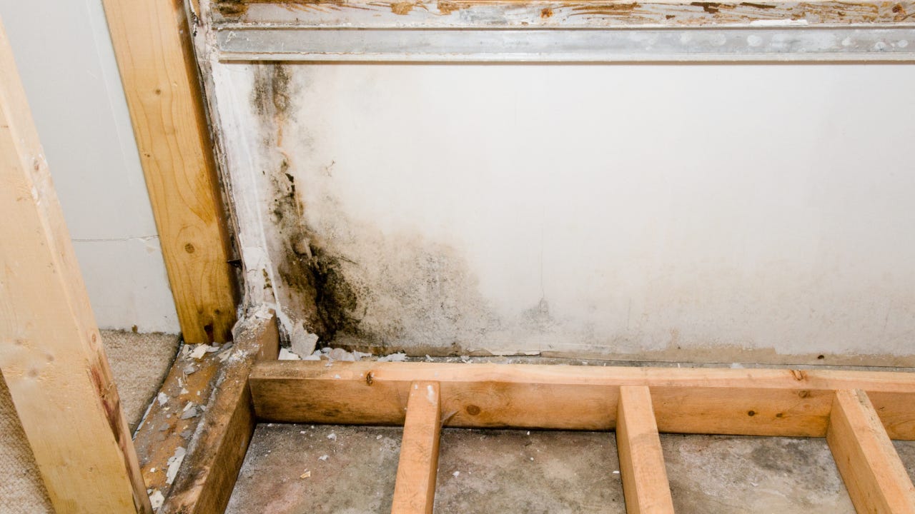 Does homeowners insurance cover mold? Bankrate