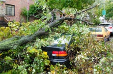 A car destroyed by a fallen tree blown over by heavy winds.