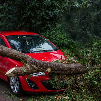 A car hits a tree