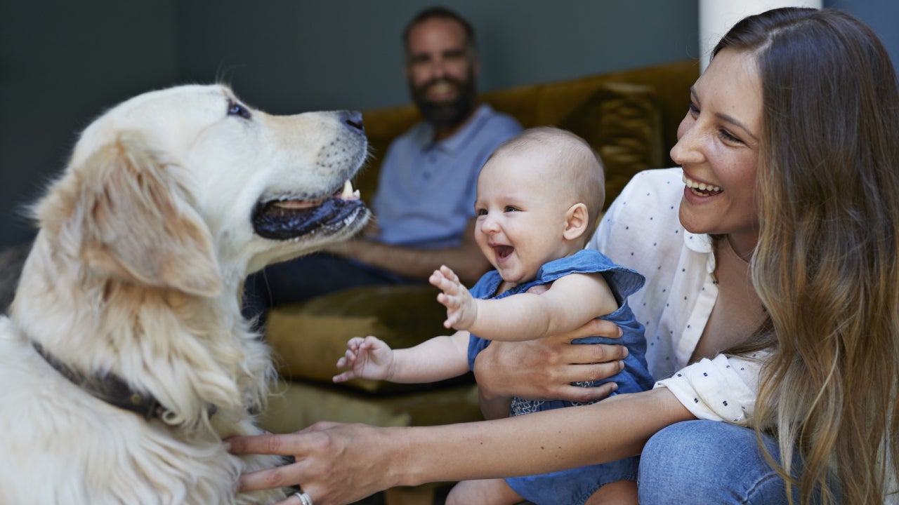 A family smiling as a mother holds her baby up to introduce them to the family dog; a smiling golden retriever.