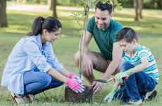Family planting trees in a park.