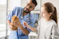 Veterinarian helps young woman with guinea pig