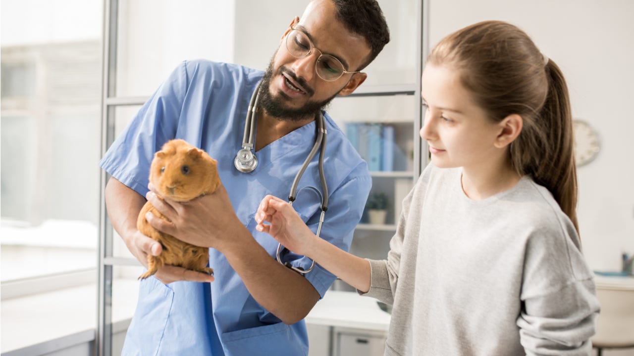 Veterinarian helps young woman with guinea pig