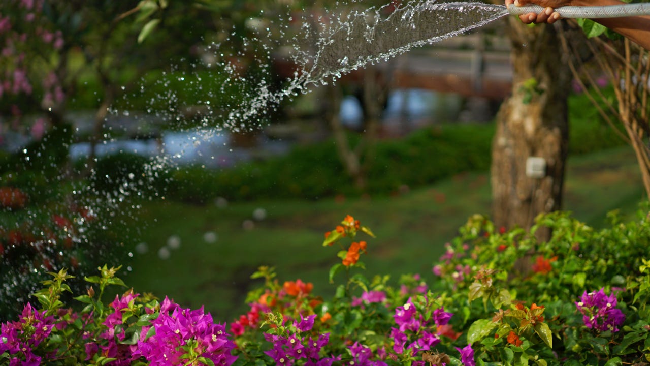 Watering the plants