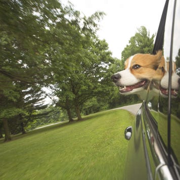 dog sticking out of car window
