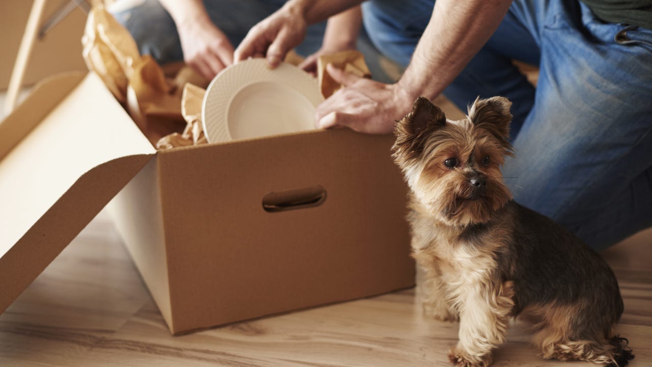Top view of adorable dog and owners unpacking a box in background