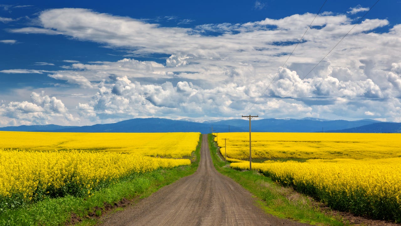 Empty road stretching into the distance with fields of yellow flowers on either side.