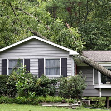 fallen tree on top of a house