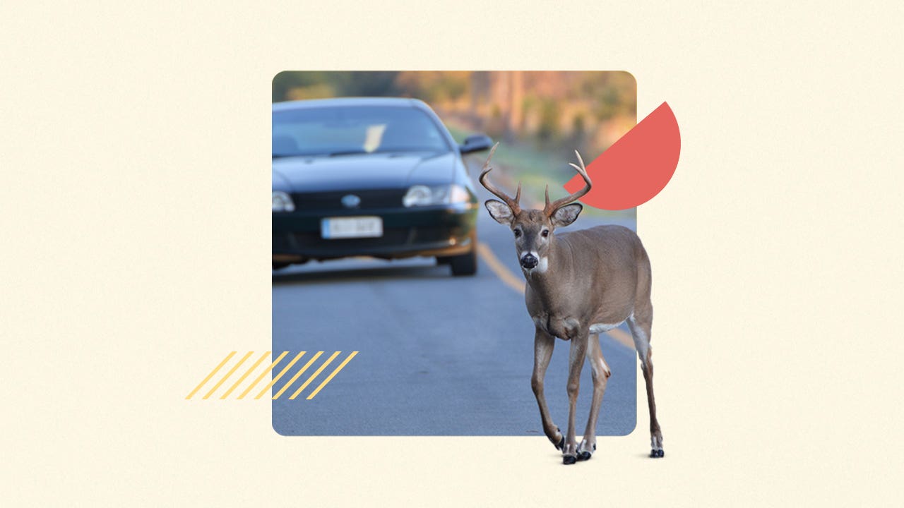 A deer crossing the road; unaware of the car behind it.