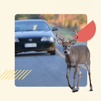 A deer crossing the road; unaware of the car behind it.