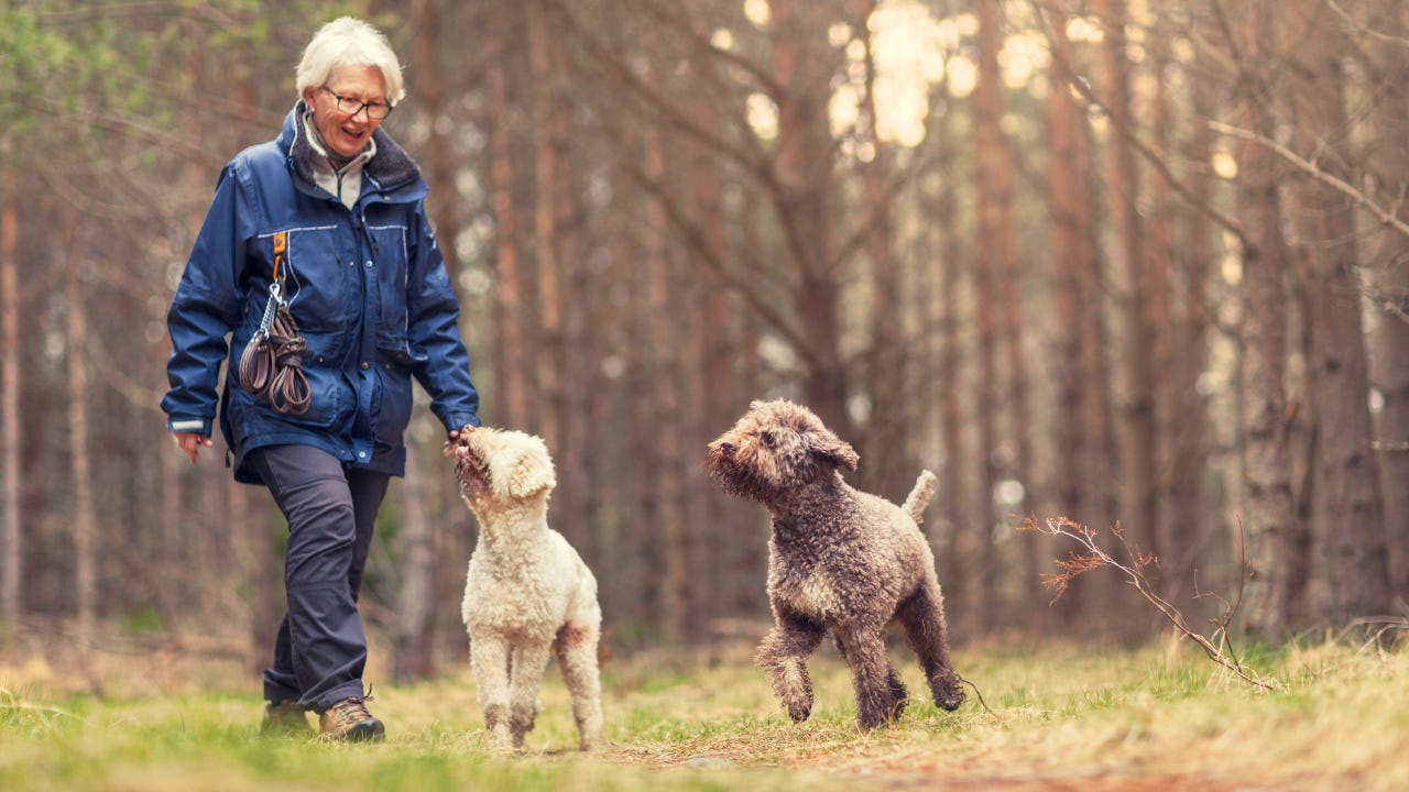 Senior woman exploring scenic environment with dogs