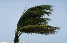 Palm Tree Blowing In Hurricane Winds