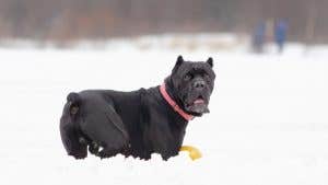 The risk of hypothermia in dogs